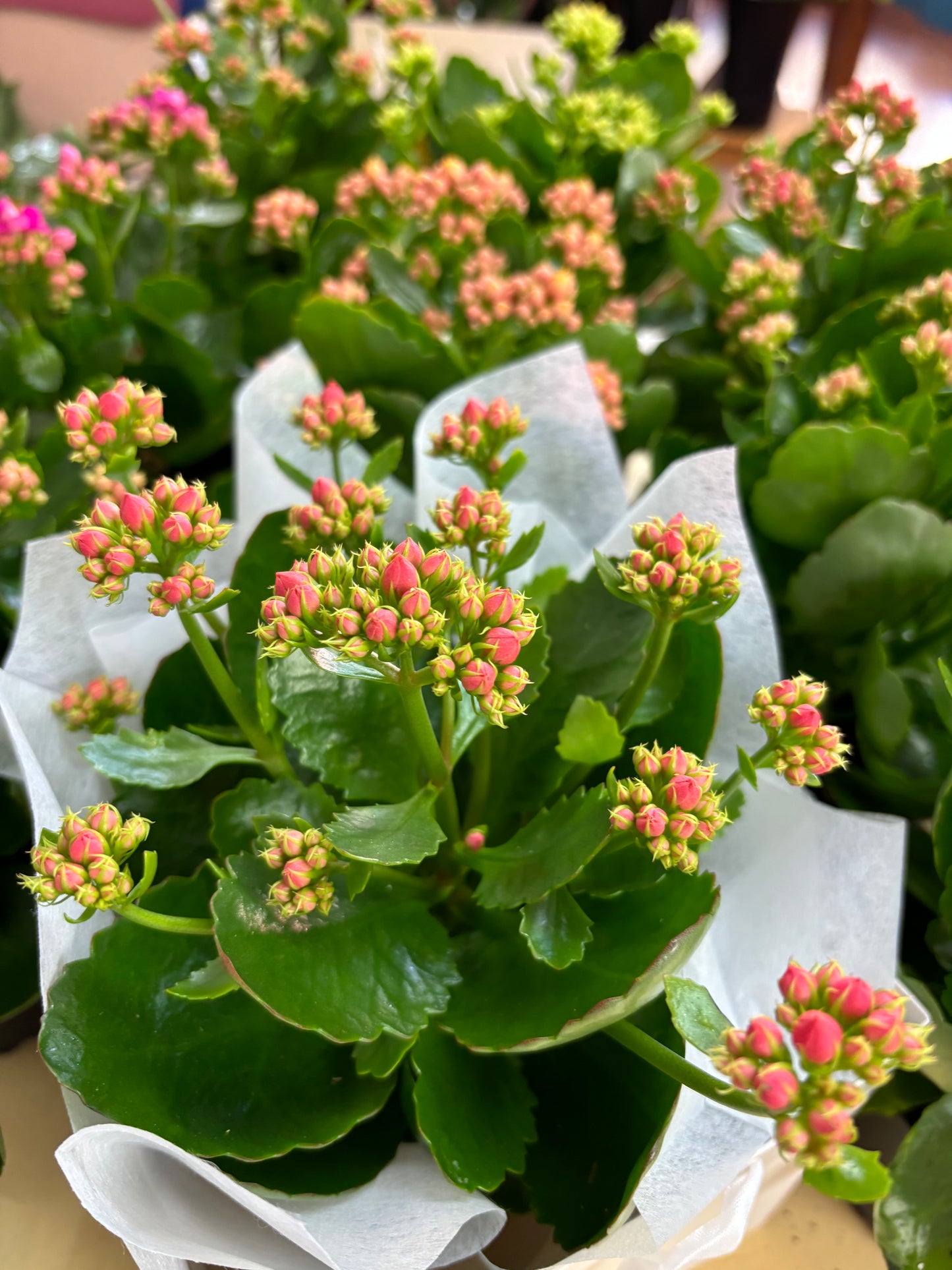 Kalanchoe Plant - Edelweiss Flowers